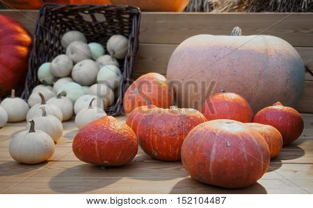 Assorted pumpkins on wooden boards with an shinning backdrop