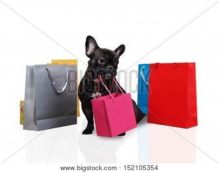 Cute dog holding in teeth a bag for purchases. Many multi-colored bags around the dog. White background. The concept of the sale purchase pet products