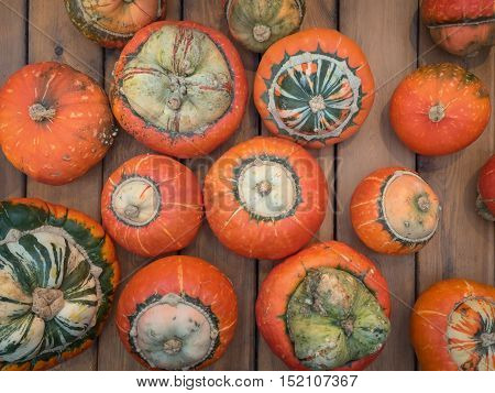 Assorted pumpkins on wooden boards with an shinning backdrop