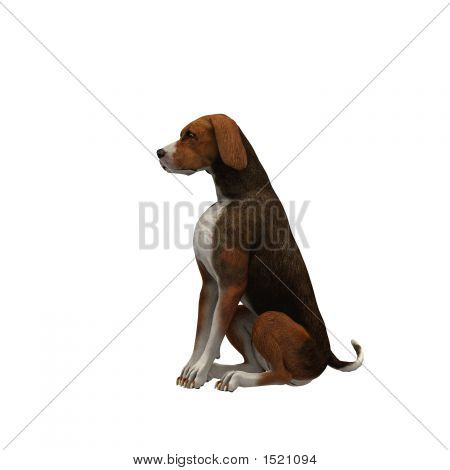 Beagle-marrone nero 