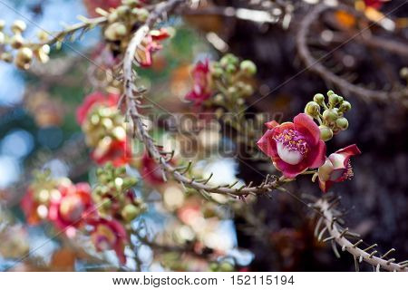 Shorea Robusta flowers on the blurred background. Shorea also known as Sal or Shala Tree is a species of tree belonging to the Dipterocarpaceae family.