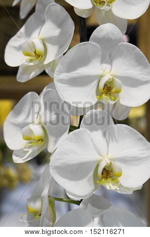 pure white phaleanopsis orchid on it branch