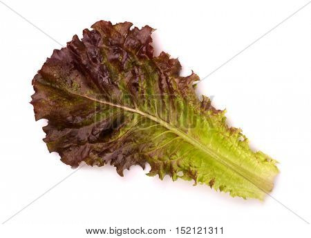 Single lettuce leaf isolared on white