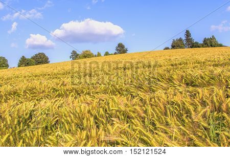 Green Ears Of Barley Closeup Cornfield Background