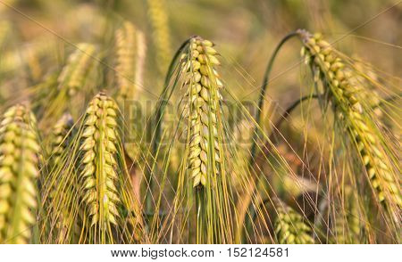 Green Ears Of Barley Closeup Cornfield Background