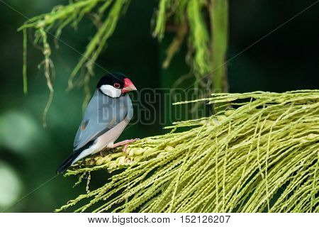 Java Sparrow, Ricebird