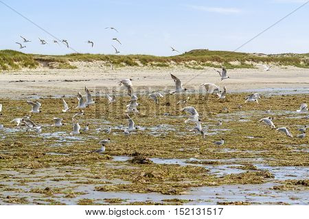 Beach And Water Birds In Brittany