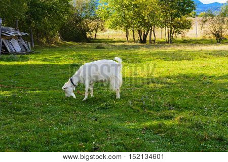 Goat is the oldest pet. Suppliers of valuable raw materials - fluff hair skin milk products