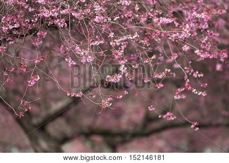 Blooming whitcomb cherry in spring for nature background