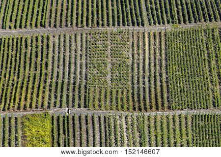 Green Vineyards Called Trittenheimer Apotheke At The River Moselle In Summer In Trittenheim, Germany