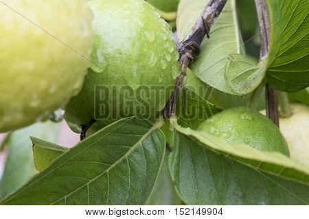 Rain drops on the pair of guava.