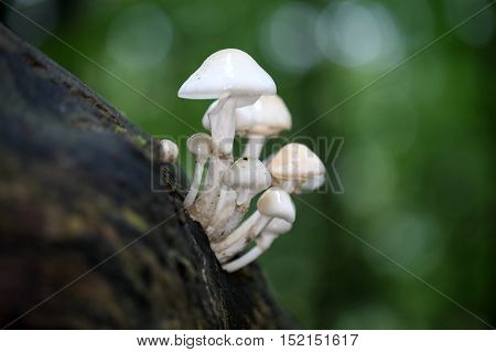 Porcelain fungus (Oudemansiella mucida) growing on old wood.