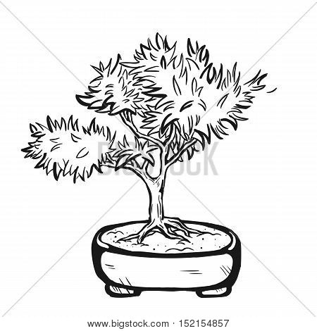 Handdrawn decorative asian bonsai tree in the pot with branched trunk.