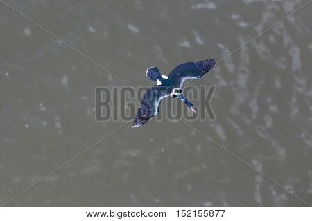 flying Pelagic Cormorant in Vancouver BC Canada