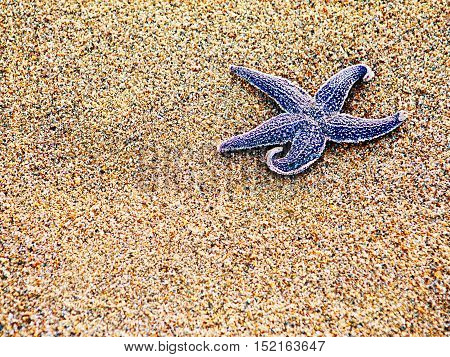 Starfish on sand as background, selective focus. Closeup.