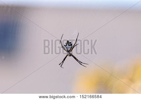 Silver argiope spider called an Argiope argentata is an orb weaver sitting in the middle of its web in Southern California