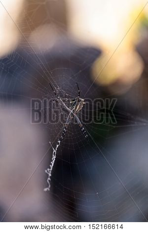 Silver argiope spider called an Argiope argentata is an orb weaver sitting in the middle of its web in Southern California