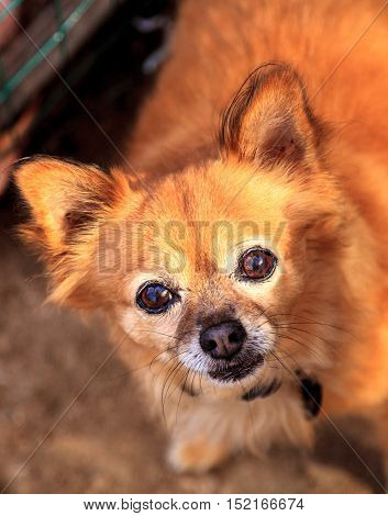 Small blond long haired Chihuahua mixed breed dog with big eyes begs for food