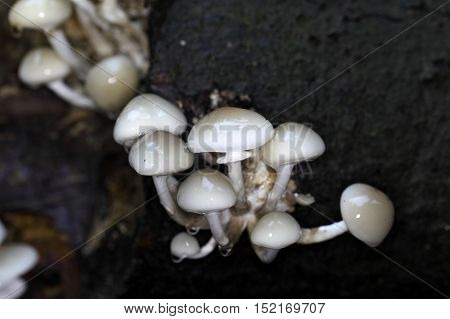 Porcelain fungus (Oudemansiella mucida) growing on old wood.