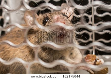 Close up Sadness rat in mousetrap or spring-trap