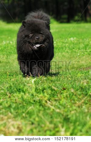 Beautiful fluffy dog breed Chow Chow rare black color runs in the summer outdoors on the green grass sticking his blue tongue from the heat