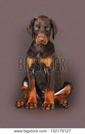 Beautiful brown Doberman puppy sitting on brown background in the Studio carefully and seriously looking at you. The best dog for the protection of the family