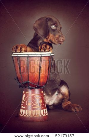 Beautiful brown Doberman puppy plays the drums in the Studio. The best dog for the protection of the family