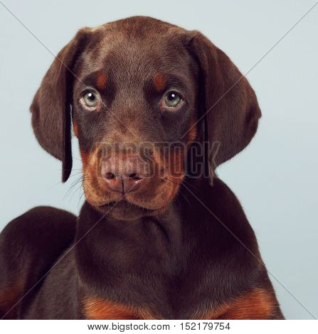 Beautiful brown Doberman puppy sitting on blue background in the Studio carefully and seriously looking at you. The best dog for the protection of the family