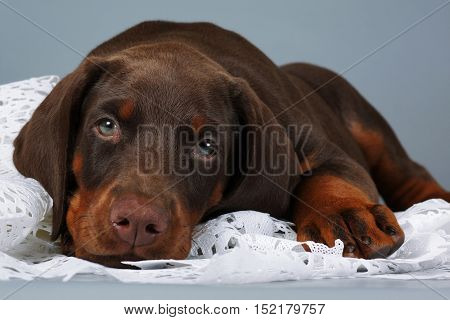 Beautiful purebred brown Doberman puppy very sad put his head and looks at you. The concept of compassion and love for animals