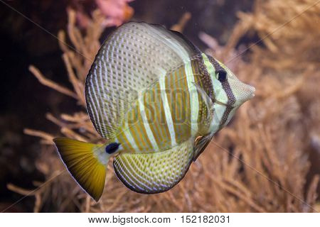 Sailfin tang (Zebrasoma veliferum). Wildlife animal. 