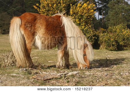 Shetland pony in gorse filled woodland.