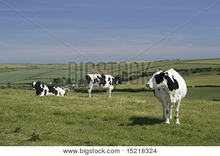 Grupo de tres vacas frisonas o Holstein en la cima de una colina.