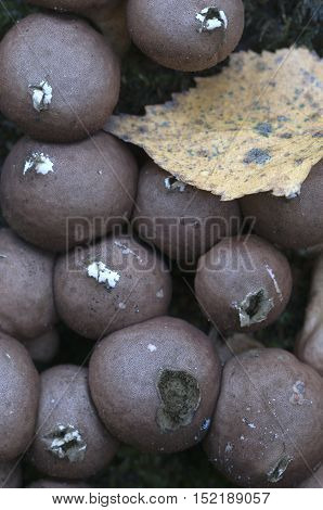 Puffball mushrooms on a stump - Lycoperdon pyriforme in a moss