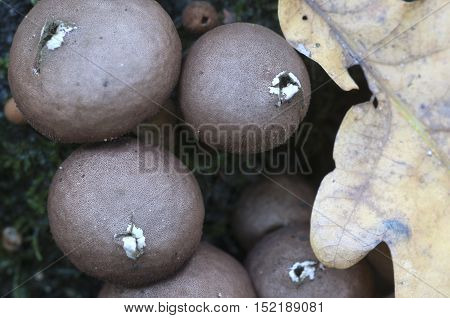 Puffball mushrooms on a stump - Lycoperdon pyriforme in a moss