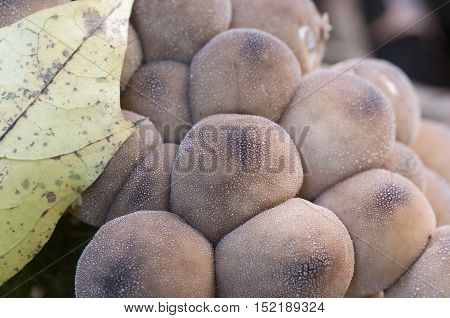Puffball mushrooms on a stump - Lycoperdon pyriforme in a moss