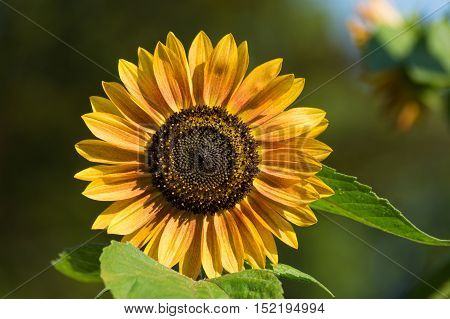 Close-up of a beautiful blooming Sun Flower in the Light of the Summer Sun.
View to a beautiful Sun Flower in the Summertime.
Flower and Summer Backgrounds.