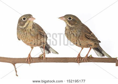 Reed Bunting