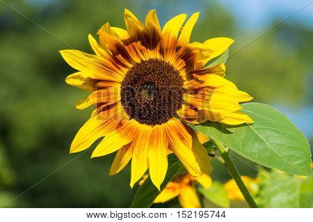 Sunflower (disambiguation). Close-up of a Sunflower. Spring Flowers. Garden Flowers. Yellow Flowers. Blooming Flowers in Spring. A field full of Sunflowers