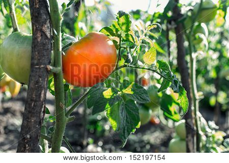 Fresh tomatoes plants close up in the kitchen garden. Branch with ripe juicy tomato