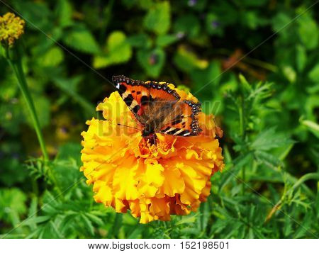 the butterfly of peacock eye sitting on a yellow flower.