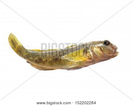 Bull-calf round timber (Neogobius melanostomus) isolated on white, studio shot
