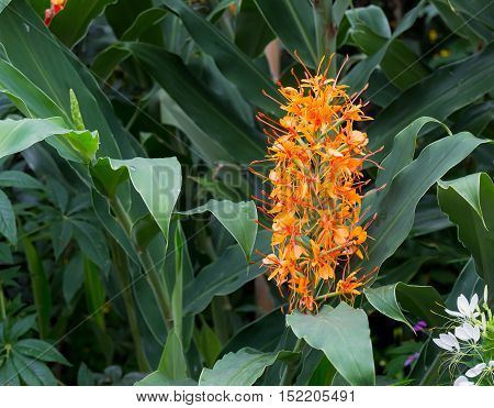 Red Ginger Lily Flower Hedychium Coccineum Tara