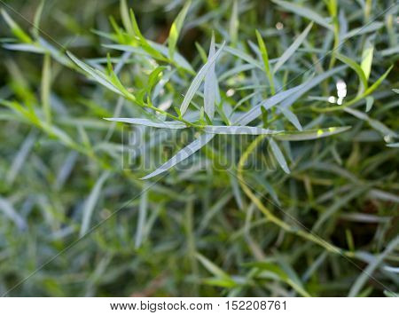 bush plants tarragon as background close up macro.
