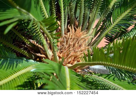 Big Green Cycadales Flower Type Of Palm Plant