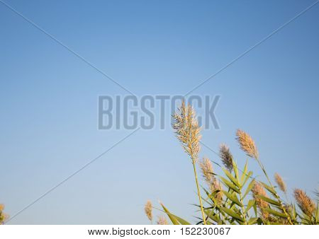 single paddy crop with excellent blue sky