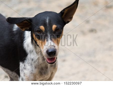 black and white cute street dog of Indian Bread,