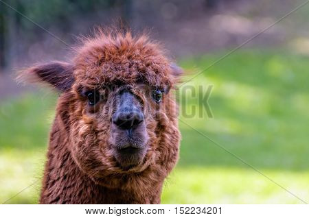 Portrait of a funny looking brown llama with curly hair and big glistening eyes standing in a fenced Dutch park on a sunny day in the spring season.