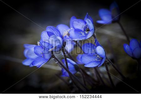 a bunch of blue anemones or liverleaves