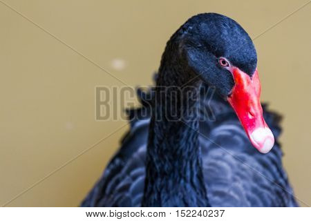 black swan swimming on a pool with happy