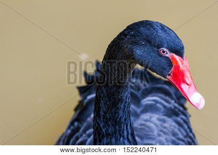 black swan swimming on a pool nature background